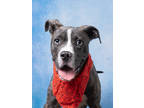 Adopt Dennis a Pit Bull Terrier, Mixed Breed