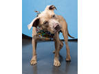 Adopt Boon a Pit Bull Terrier, Mixed Breed