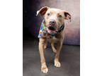 Adopt Boon a Pit Bull Terrier, Mixed Breed