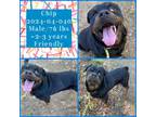 Adopt 2024-04-040 a Rottweiler