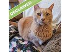 Adopt Jessie -- Bonded Buddy With Eva a Domestic Short Hair