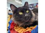 Adopt Catsanova a Domestic Long Hair, Domestic Short Hair