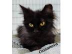 Adopt Catsanova a Domestic Long Hair, Domestic Short Hair
