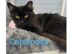 Adopt Catsanova bonded to Francesca a Domestic Long Hair, Domestic Short Hair