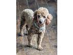 Adopt Ryder a Poodle, Mixed Breed