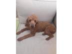 Adopt Reese a Poodle, Mixed Breed