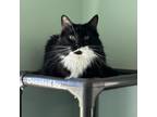 Adopt Chilo a Domestic Long Hair