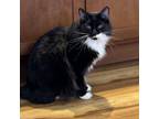 Adopt Chilo a Domestic Long Hair