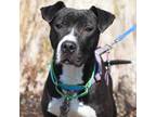 Adopt Morty a Pit Bull Terrier