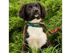 Adopt Sebastian Black a Australian Shepherd