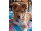 Adopt Randy a Collie, Husky