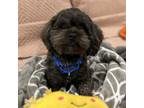 Adopt Bear a Shih Tzu, Yorkshire Terrier