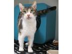 Adopt Agatha (at Smitten Kitten) a Domestic Short Hair