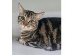 Adopt Papa a Domestic Short Hair