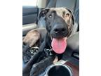 Adopt Wilford a Labrador Retriever