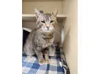 Adopt Chaucer a Domestic Short Hair