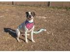 Adopt Dutton a Pointer, Mixed Breed