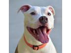 Adopt Apollo a Pit Bull Terrier