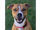 Adopt Elmo a Boxer