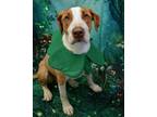 Adopt Max a Hound, Pit Bull Terrier
