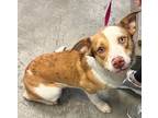 Adopt Max a Cattle Dog, Mixed Breed