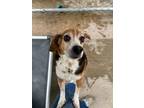 Adopt Flounder a Beagle