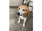 Adopt Turk a Beagle