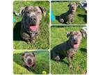 Adopt Herbie a Cane Corso