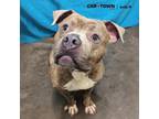 Adopt Howie a Pit Bull Terrier