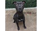 Adopt Logan a Pit Bull Terrier