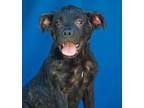 Adopt Luigi a Mixed Breed