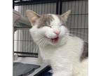 Adopt Mr. Dill a Domestic Short Hair