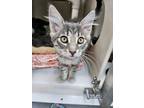 Adopt Dove a Domestic Short Hair