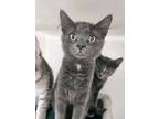 Adopt Smokey a Domestic Short Hair