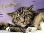 Adopt Humphrey a Domestic Short Hair