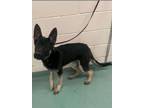 Adopt Banksy a German Shepherd Dog