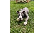 Adopt Greyson a Pit Bull Terrier