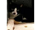 Adopt Baby Boy a Domestic Short Hair