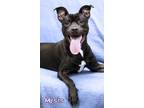 Adopt Mysis a Pit Bull Terrier, Mixed Breed