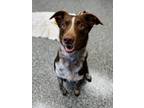 Adopt Colorado a Australian Shepherd, Retriever