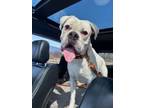 Adopt Ghost *Adoption Pending* a Boxer
