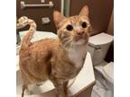 Adopt Dax a Domestic Short Hair