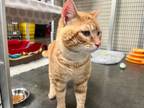 Adopt Cordon Bleu a Domestic Short Hair