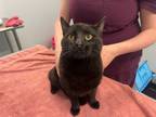 Adopt Kielbasa a Domestic Short Hair