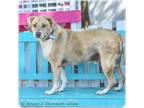 Adopt Goldie a Labrador Retriever