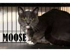 Adopt Moose a Domestic Short Hair