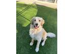 Adopt Harlow a Golden Retriever