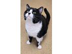 Adopt Gizmo a Domestic Short Hair