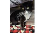 Adopt Montana a Domestic Short Hair