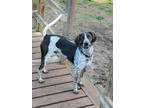 Adopt Rogue a German Shorthaired Pointer, Coonhound